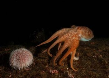 Octopus taken at St Abbs, Scotland with Nikon D100 and 20... by David Stephens 