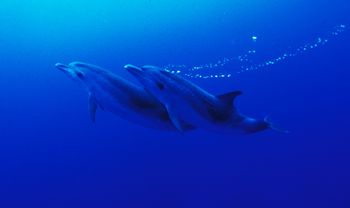 Freedom. Photographaph taken in the Silver Bank,Dominican... by David Gallardo 