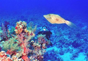 Filefish Top Model. Red Sea, Nikonos V by Nicolai Sosnowski 