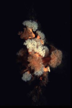 Plumrose Anemones (Norway) attached to mooring line. Cano... by James Garland 