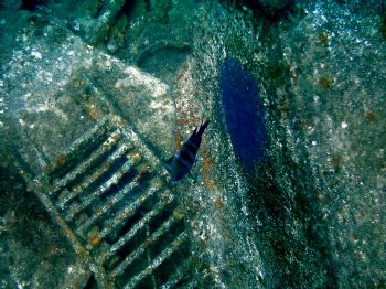 Taken with Land and Sea DC310. Protecting her nest. Taken... by David Lantz 