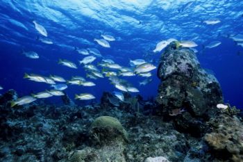 Follow the Leader - shot at Little Cayman by Eric Bancroft 
