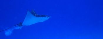 Spotted Eagle Ray on takeoff!  This awesome creature was ... by Missy Lamb-Deroche 