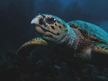 Taken in Red Sea Elgoona  Egypte  nikon Coolpix by Brocken Rudi 