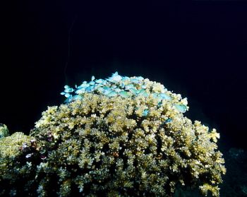 Hard coral head and inhabitants on the Rio de Janeiro Mar... by Eric Bancroft 