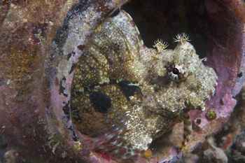 An encrusted mason jar makes a convenient pied-a-mer for ... by Erin Quigley 