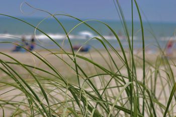 A patch of seagrass in Charleston, S.C.(USA) whispers a l... by Missy Lamb-Deroche 
