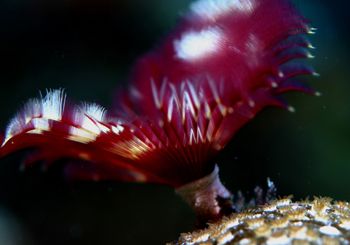 A beautiful feather duster fully emerged.  Shot on a nigh... by Missy Lamb-Deroche 