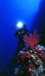 red sea- eilat aqatica 90 20mm lens . by Shmulik Blum 