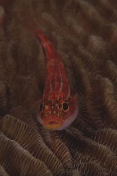 Photo taken in Bunaken, Indonesia by Pablo Pianta 