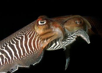 Cuttlefish Mating, Babbacombe, Devon.  Taken with a Nikon... by David Stephens 