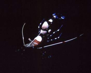 Yucatanicus:  Bonaire, NA   Housed Nikon F, 55mm auto-mic... by Rick Tegeler 