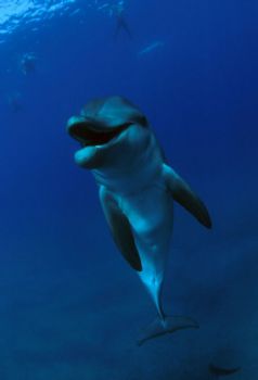 Wild bottlenose dolphin with snorkellers in Nuweiba, Egyp... by David Stephens 