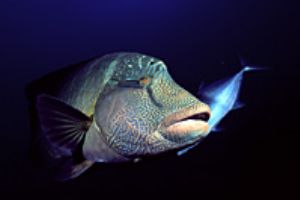 red sea- eilat aqatica 90 20mm lens . by Shmulik Blum 
