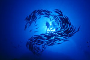 red sea- eilat aqatica 90 20mm lens . by Shmulik Blum 