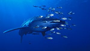 red sea- eilat aqatica 90 20mm lens . by Shmulik Blum 