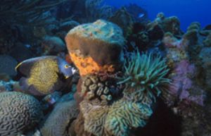 French Angelfish and corals, Bonaire. Ikelite N90, 20mm l... by Francois Zylberman 