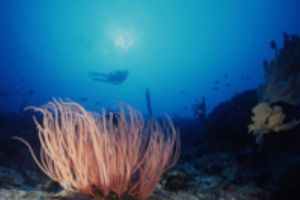 Whip corals, Papua New Guinea, Nikonos RS with 13mm Fishe... by Ernst Seeling 