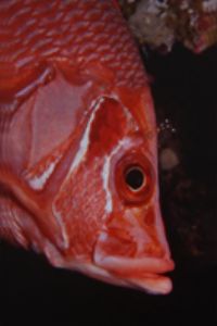 Soldierfish, Maldives, Nikon 801 with 60mm macro lens in ... by Ernst Seeling 