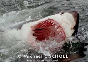 Great White Shark, Dyer Island, Gansbaai, South Africa by Michael C.SCHOLL 