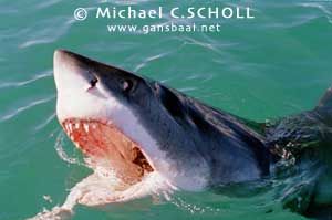 Great White Shark, Dyer Island, Gansbaai, South Africa, C... by Michael C.SCHOLL 