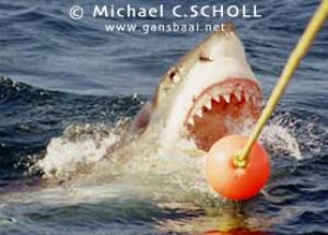Great White Shark, Dyer Island, Gansbaai, South Africa, C... by Michael C.SCHOLL 