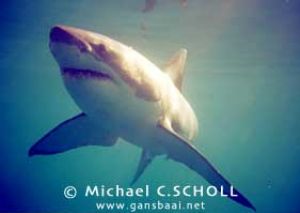 Great White Shark, Dyer Island, Gansbaai, South Africa, C... by Michael C.SCHOLL 