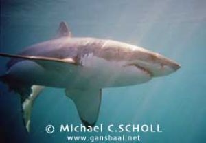 Great White Shark, Dyer Island, Gansbaai, South Africa, C... by Michael C.SCHOLL 