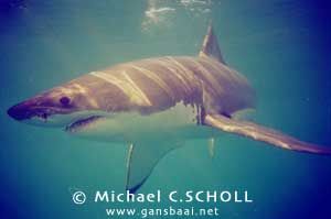 Great White Shark, Dyer Island, Gansbaai, South Africa, C... by Michael C.SCHOLL 
