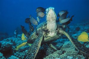 "Time for a Cleaning" Green Sea Turtle taken in Hawaii wi... by John H. Fields 