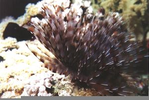 Sharm El Sheik, Egypt Nikonos V with extension tube by Mark Lloyd 
