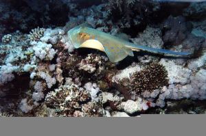 Blue Spotted Stingray, Egypt - Nikonos V, Sunpak, 35mm by Mark Lloyd 