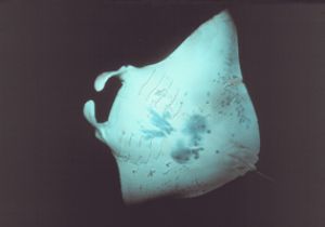 Manta by Night taken off the Kona Coast of Hawaii with a ... by John H. Fields 
