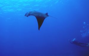 Mant by Day taken off the Kona Coast of Hawaii with a Nik... by John H. Fields 