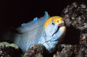 Yellowhead Moray Eel taken off the Big Island of Hawaii w... by John H. Fields 