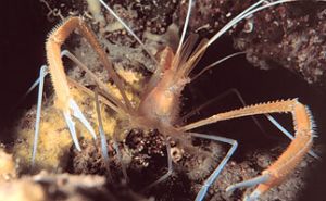 Flame-Back (Ghost) Shrimp taken off the Big Island of Haw... by John H. Fields 