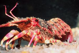"Royalty" Regal Slipper Lobster taken off the Big Island ... by John H. Fields 