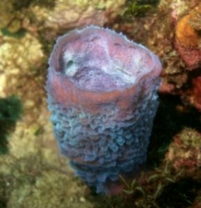 Azure Vase Sponge, Negril, Jamaica, Ikelite Housing, Niko... by Philip Norris 