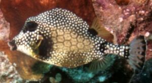 Smooth Trunkfish, Negril, Jamaica, Ikelite Housing, Nikon... by Philip Norris 