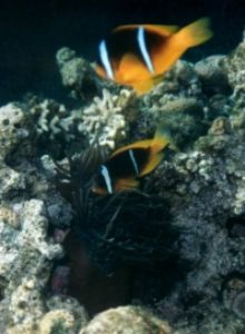 Clown Fish, Eilat, Red Sea, Ikelite Housing, Pentax SF10,... by Philip Norris 