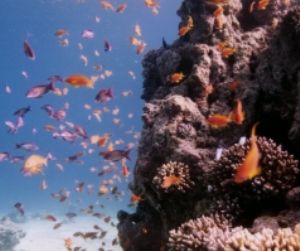 Wreck Fish, Eilat, Red Sea, Ikelite Housing, Pentax SF10,... by Philip Norris 
