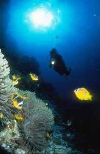Anemone city Safaga Nikonos III by Hossam M. Nasef 