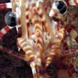 Prawn taken w/digital still in the Marianas by Martin Dalsaso 