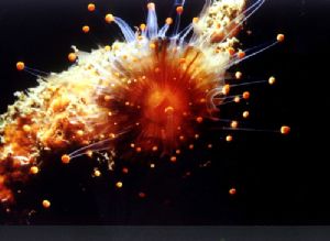 Orangeball Anemone taken in Bonaire, night shot with Niko... by Joe Epstein 