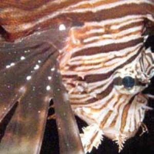 Lionfish in the Marianas taken w/ digital still by Martin Dalsaso 