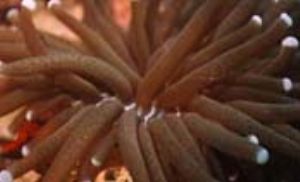Juvenille brittle star on Soft Coral on the Iro Maru {Pal... by David Pinchbeck 
