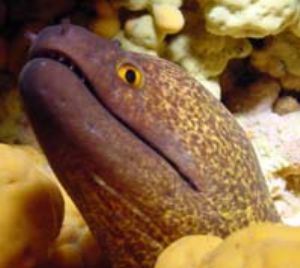 Saipan Moray on wall w/ digital still by Martin Dalsaso 