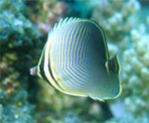 Chaetodon baronessa - The Eastern Triangle Butterflyfish,... by Luiz Rocha 