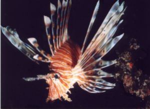 Lionfish, photo taken near Phuket, Thailand with MX 10 by Alike Schroeder 