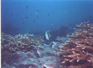 Moorish Idol with hard corals, photo taken near Phuket, T... by Alike Schroeder 